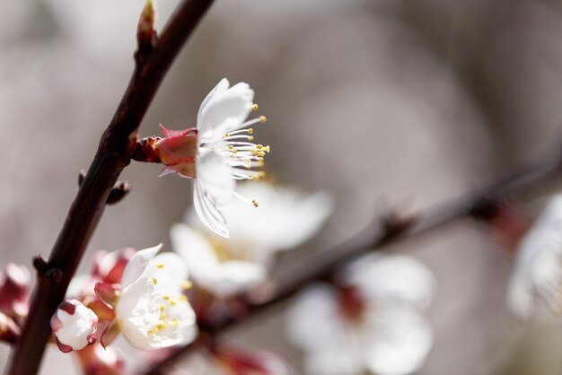 Branch of apricot tree on blurred background