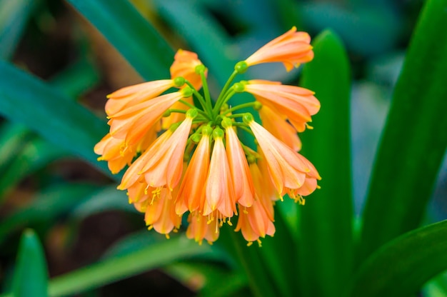 Free photo branch of beautiful orange alstroemeriaceae flowers
