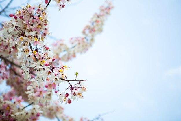 Branch of beautiful pink flower