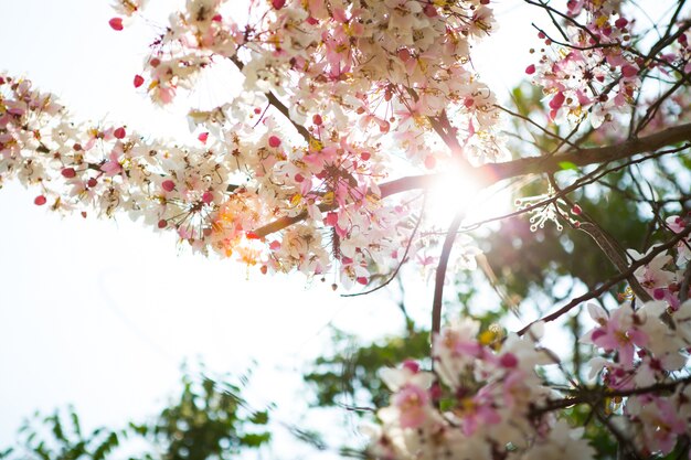 Branch of beautiful pink flower