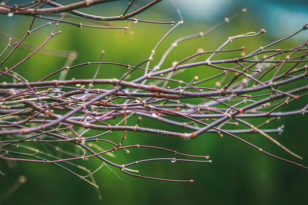 Branch on blurred