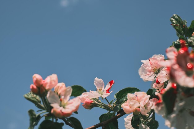 Branch of coral pink flowers of Chaenomeles speciosa or blooming quince, spring flowering garden shrub against a blue sky with clouds, selective focus on flowers