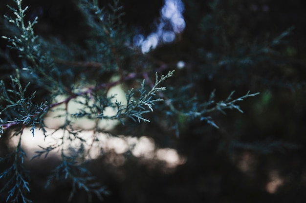 Branch of green conifer in forest