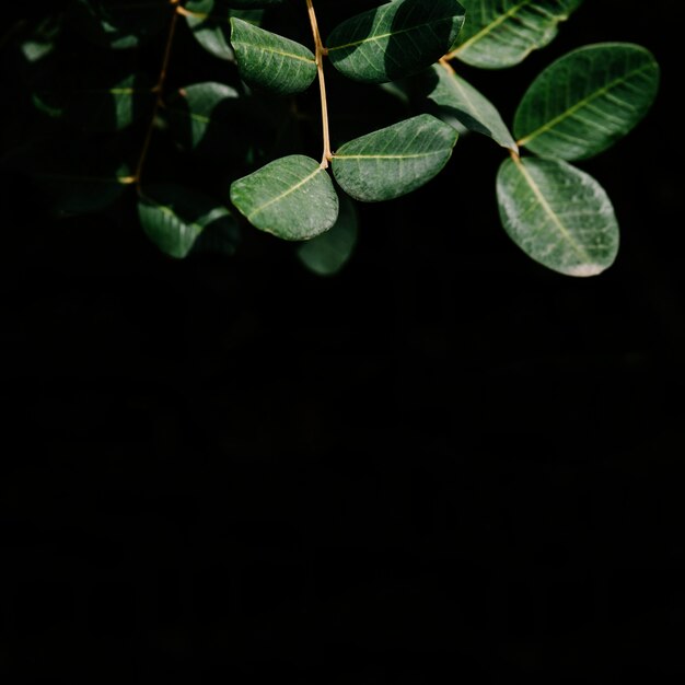 Branch of green leaves on black background