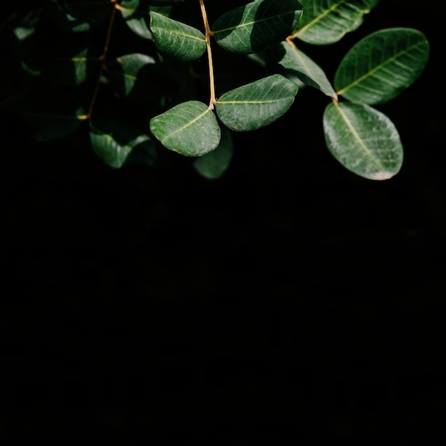 黒の背景に緑の葉の枝