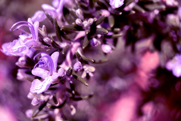 Ramo di fiori viola naturali