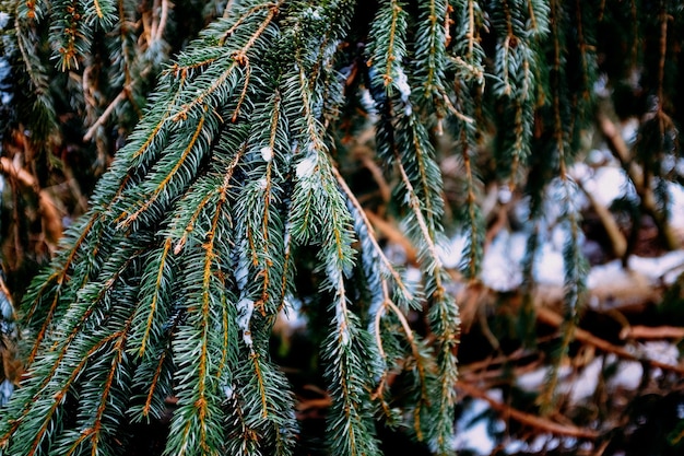 Branch of a pine tree with snow on it