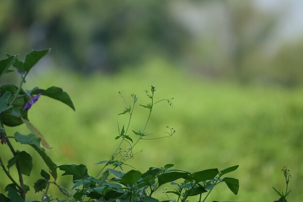 Branch of a tree with defocused background