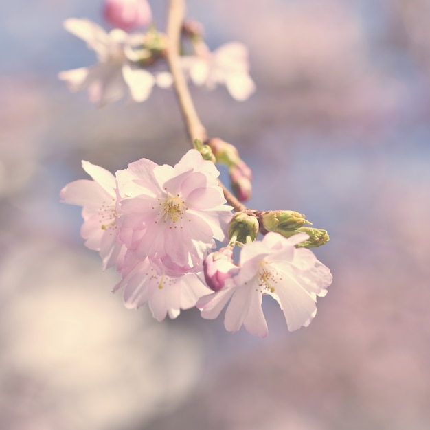 Branch with blooming flowers