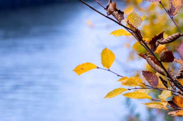 ぼやけた​背景​の​川​の​近く​の​乾燥した​紅葉​の​枝​。​秋​の​背景