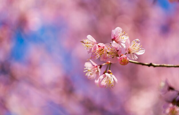 デフォーカス背景に花と枝