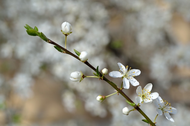 &quot;新鮮な花の枝&quot;