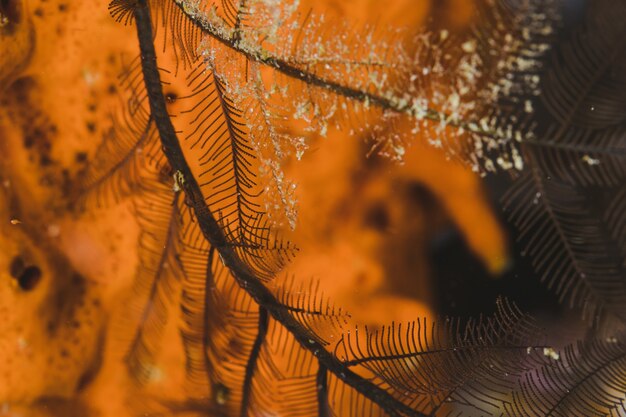 branch with frost with an orange background