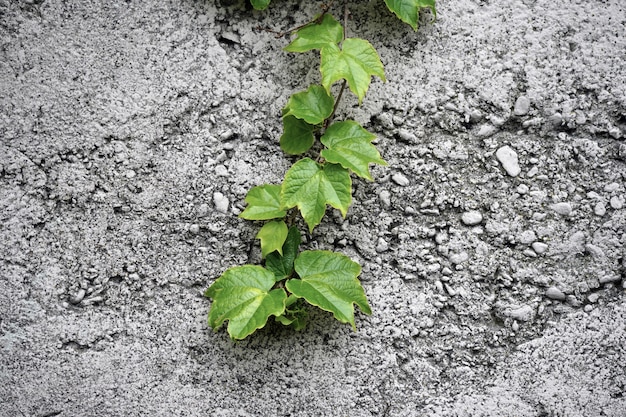 Branch with green leaves on a stone wall