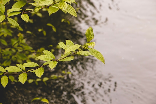水の上に葉のある枝