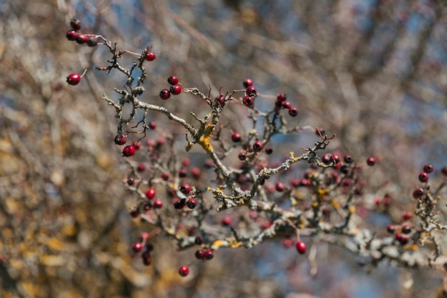 Branch with little red berries 