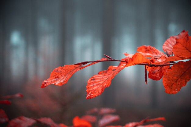 Branch with orange autumn leaves