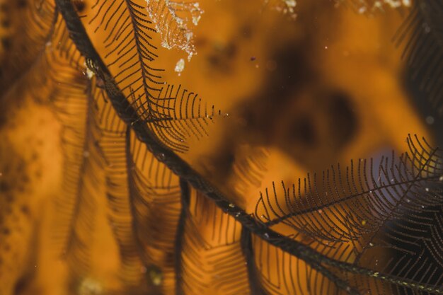 branch with a orange background