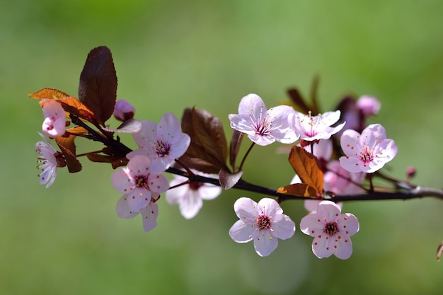 "Branch with soft pink flowers"
