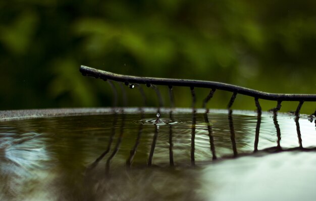 Branch with water drops