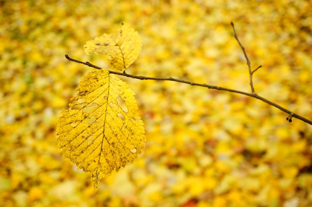 Branch of a yellow dry leaf surrounded by many others on the ground