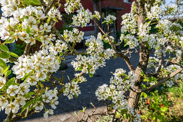 庭の木にリンゴの花の枝