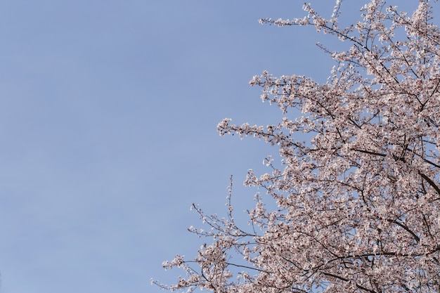 Foto gratuita rami in fiore con lo sfondo del cielo