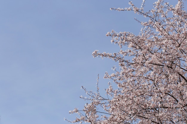 Branches in bloom with sky background