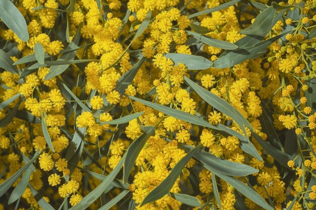 Branches blooming golden acacia or mimosa flower closeup blurred focus spring time Idea for women's day card or background with place for text time for vacation or travel