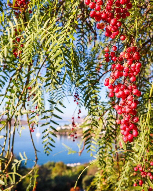 Branches of brazilian pepper schinus terebinthifolius or aroeira or rose with fruits on a background