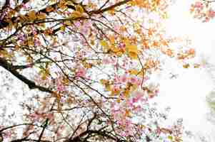 Free photo branches of cherry tree blossoms