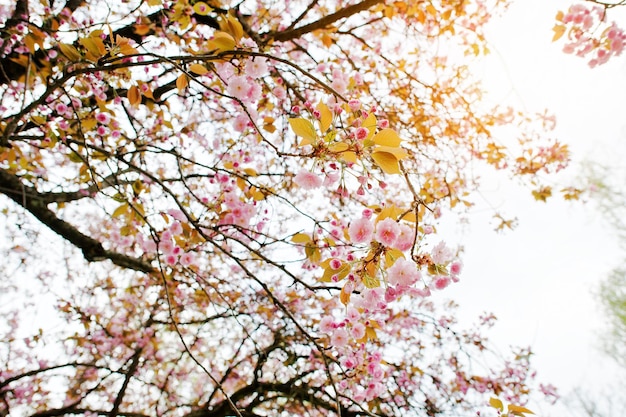 Branches of cherry tree blossoms