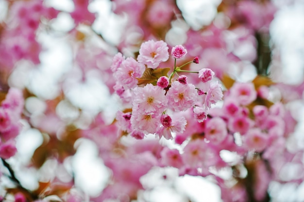 Branches of cherry tree blossoms