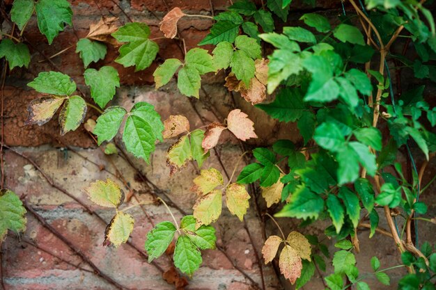 Branches of a climbing green plant on an old brick wall an idea for a background or wallpaper