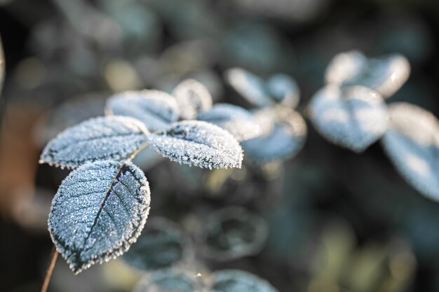 霜で覆われた枝。寒い季節の早朝に凍るような植物。