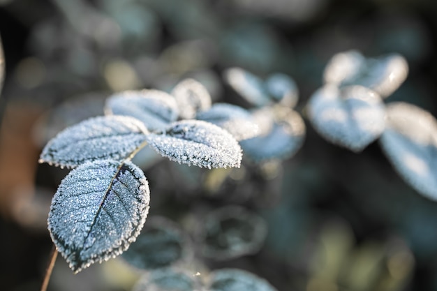 Branches covered with frost. Frosty plants in the early morning in the cold season.