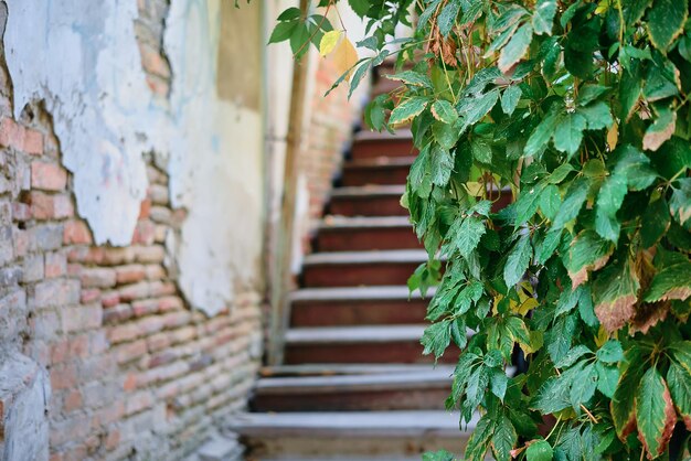 旧市街の階段を背景にした古い壁の装飾的なホップの枝には、テキストや広告用のスペースがぼやけています