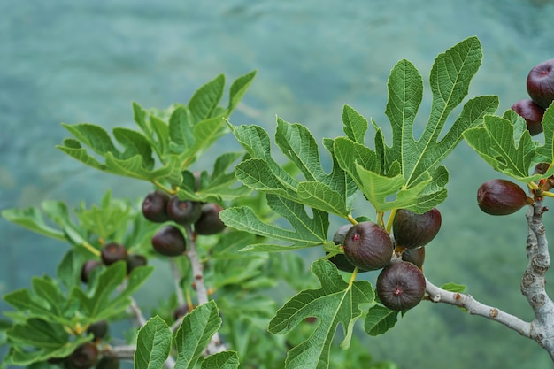 Free photo branches of a fig tree with ripening figs selective focus for berries fig grows over a mountain stream sustainable agriculture and environmental care