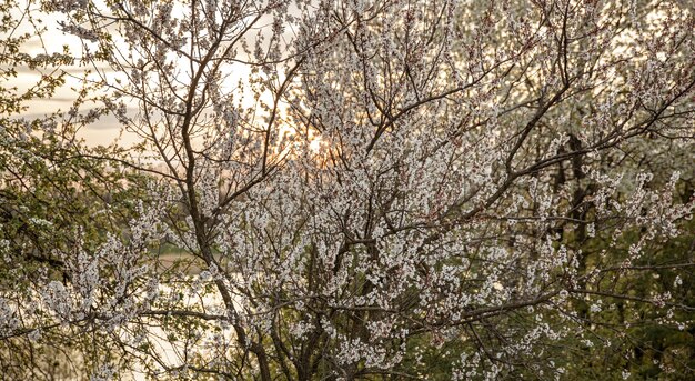 Branches of flowering trees in the evening at sunset.