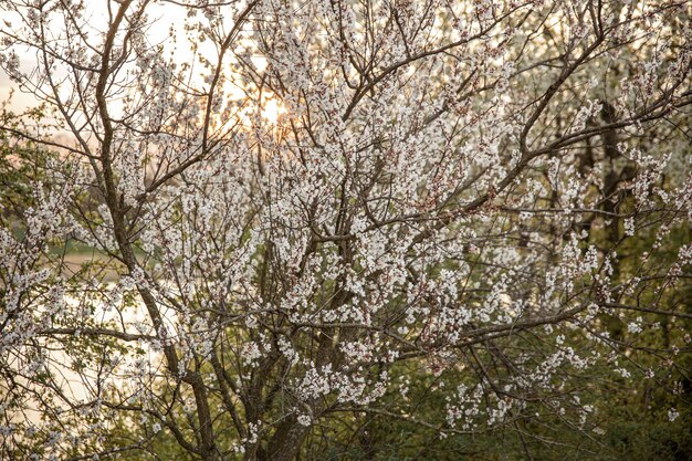 日没時の夕方に開花する木の枝