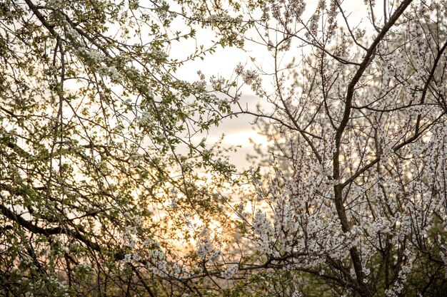 Branches of flowering trees in the evening at sunset