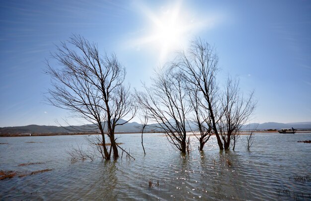 Отрасли безлистного дерева в воде