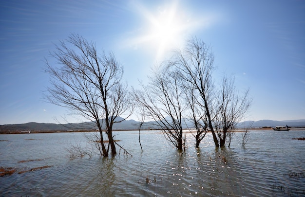 물에 leafless 나무의 가지