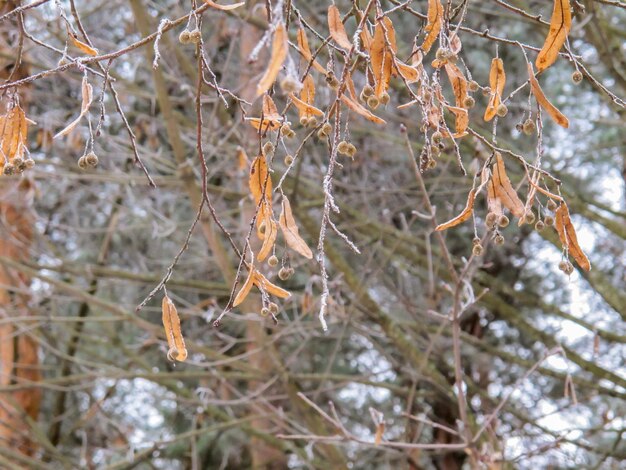 Branches and leaves of linden trees covered with frost in the winter forest