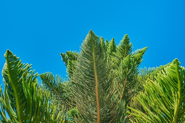 はがきや植物の多様性に関する記事のためのぼやけた青空の背景のアイデアにノーフォーク島松アラウカリアクキの葉の枝をクローズ アップ