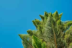 Free photo branches of leaves of a norfolk island pine araukariakuki closeup on blurred blue sky background idea for postcard or article about plant diversity