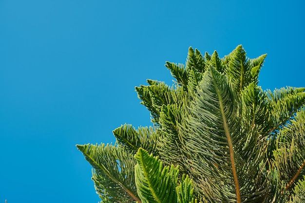 Branches of leaves of a Norfolk Island pine Araukariakuki closeup on blurred blue sky background idea for postcard or article about plant diversity