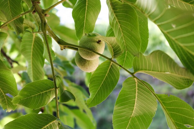 branches nutritious background intact fruit