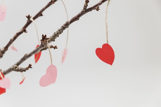 Free photo branches of a plant with hanging hearts