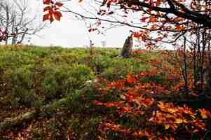 Free photo branches of red beerch trees in autumn forest